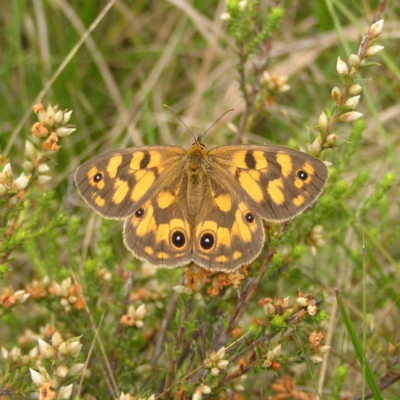 Heteronympha cordace (Bright-eyed Brown) at Booth, ACT - 31 Dec 2017 by MatthewFrawley