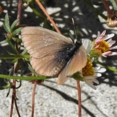 Zizina otis (Common Grass-Blue) at Wanniassa, ACT - 30 Dec 2017 by JohnBundock