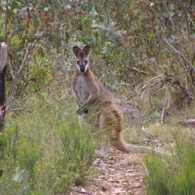 Notamacropus rufogriseus (Red-necked Wallaby) at Namadgi National Park - 31 Dec 2017 by MatthewFrawley