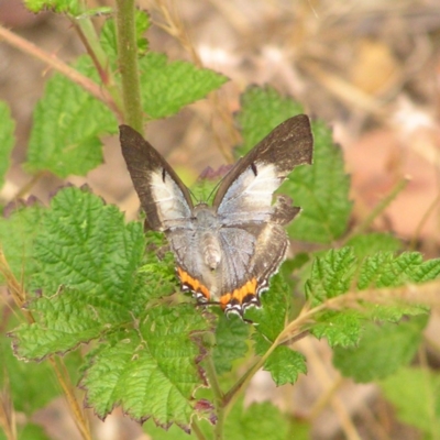 Jalmenus evagoras (Imperial Hairstreak) at Namadgi National Park - 31 Dec 2017 by MatthewFrawley