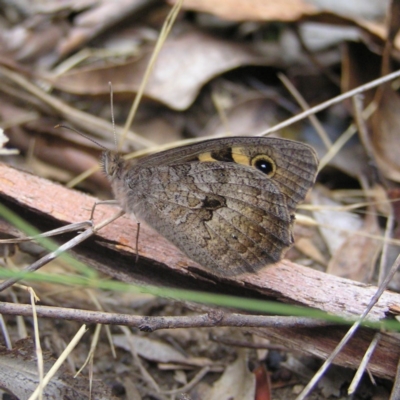 Geitoneura klugii (Marbled Xenica) at Booth, ACT - 31 Dec 2017 by MatthewFrawley