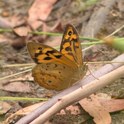 Heteronympha merope (Common Brown Butterfly) at Booth, ACT - 31 Dec 2017 by MatthewFrawley