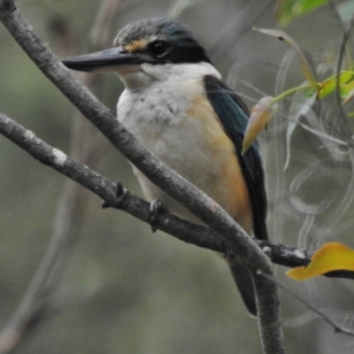 Todiramphus sanctus (Sacred Kingfisher) at Tidbinbilla Nature Reserve - 31 Dec 2017 by JohnBundock