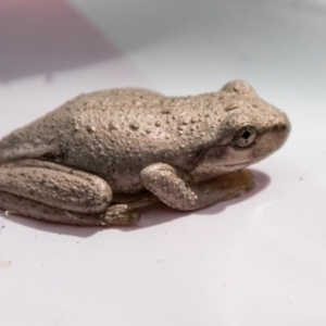 Litoria peronii at Paddys River, ACT - 2 Jan 2018