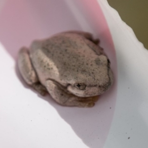 Litoria peronii at Paddys River, ACT - 2 Jan 2018