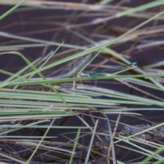 Austroagrion watsoni (Eastern Billabongfly) at Murrumbateman, NSW - 2 Jan 2018 by SallyandPeter