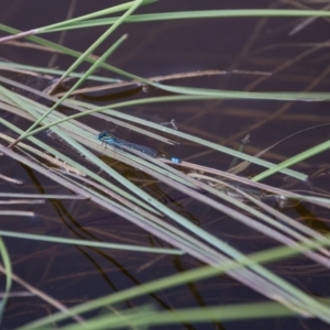 Austroagrion watsoni at Murrumbateman, NSW - 2 Jan 2018