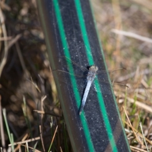 Orthetrum caledonicum at Murrumbateman, NSW - 2 Jan 2018 07:02 AM