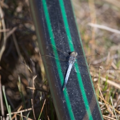 Orthetrum caledonicum (Blue Skimmer) at Murrumbateman, NSW - 1 Jan 2018 by SallyandPeter