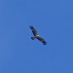 Haliastur sphenurus at Googong, NSW - 2 Jan 2018 04:20 PM