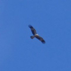 Haliastur sphenurus (Whistling Kite) at Googong, NSW - 2 Jan 2018 by Wandiyali