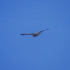 Haliastur sphenurus at Googong, NSW - 2 Jan 2018 04:20 PM