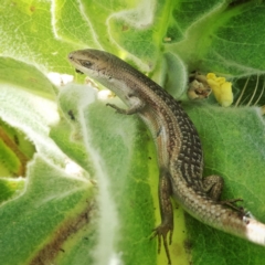 Carlia tetradactyla (Southern Rainbow Skink) at Googong, NSW - 2 Jan 2018 by Wandiyali