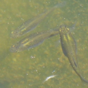 Gambusia holbrooki at Dunlop, ACT - 1 Jan 2018