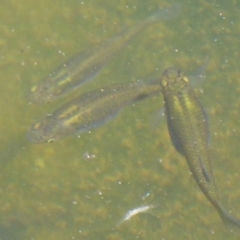 Gambusia holbrooki (Gambusia, Plague minnow, Mosquito fish) at Dunlop, ACT - 31 Dec 2017 by Christine