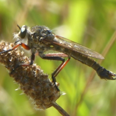 Dolopus rubrithorax (Large Brown Robber Fly) at Dunlop, ACT - 1 Jan 2018 by Christine