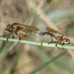 Dolopus rubrithorax at Dunlop, ACT - 1 Jan 2018 12:00 AM