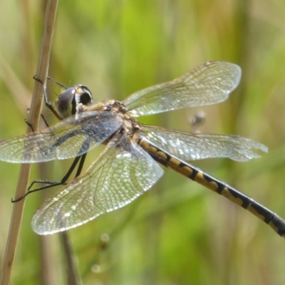 Hemicordulia tau (Tau Emerald) at West Belconnen Pond - 31 Dec 2017 by Christine