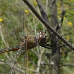 Hemicordulia tau at Dunlop, ACT - 1 Jan 2018 12:00 AM