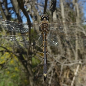 Hemicordulia tau at Dunlop, ACT - 1 Jan 2018 12:00 AM