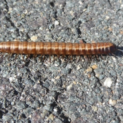 Paradoxosomatidae sp. (family) (Millipede) at Dunlop, ACT - 31 Dec 2017 by Christine