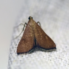 Endotricha ignealis (A Pyralid moth (Endotrichinae)) at O'Connor, ACT - 1 Jan 2018 by ibaird