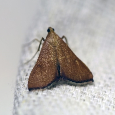 Endotricha ignealis (A Pyralid moth (Endotrichinae)) at O'Connor, ACT - 1 Jan 2018 by ibaird