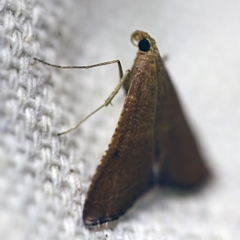 Endotricha ignealis at O'Connor, ACT - 1 Jan 2018 10:53 PM