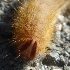 Anthela (genus) immature at Dunlop, ACT - 1 Jan 2018