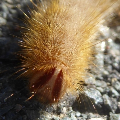 Anthela (genus) immature (Unidentified Anthelid Moth) at Dunlop, ACT - 31 Dec 2017 by Christine