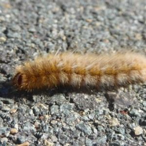 Anthela (genus) immature at Dunlop, ACT - 1 Jan 2018