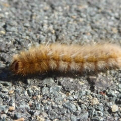 Anthela (genus) immature at Dunlop, ACT - 1 Jan 2018