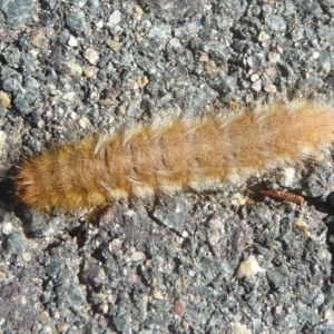 Anthela (genus) immature at Dunlop, ACT - 1 Jan 2018