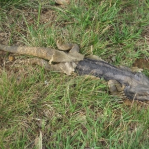 Pogona barbata at Symonston, ACT - suppressed