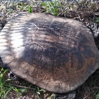 Chelodina longicollis (Eastern Long-necked Turtle) at Mulligans Flat - 1 Jan 2018 by cf17