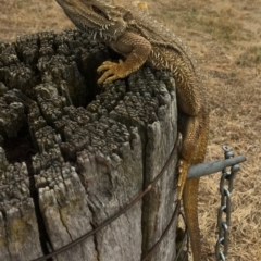 Pogona barbata (Eastern Bearded Dragon) at Symonston, ACT - 1 Jan 2017 by CallumBraeRuralProperty