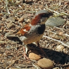 Passer domesticus (House Sparrow) at Molonglo Valley, ACT - 2 Jan 2018 by RodDeb