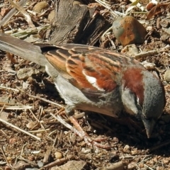 Passer domesticus at Molonglo Valley, ACT - 2 Jan 2018 09:06 AM