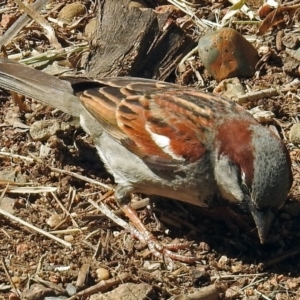 Passer domesticus at Molonglo Valley, ACT - 2 Jan 2018