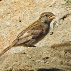 Passer domesticus at Molonglo Valley, ACT - 2 Jan 2018 09:06 AM