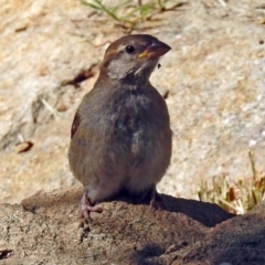 Passer domesticus at Molonglo Valley, ACT - 2 Jan 2018