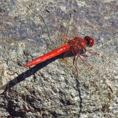 Diplacodes haematodes (Scarlet Percher) at Molonglo Valley, ACT - 1 Jan 2018 by RodDeb