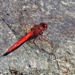 Diplacodes haematodes at Molonglo Valley, ACT - 2 Jan 2018