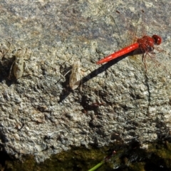 Diplacodes haematodes at Molonglo Valley, ACT - 2 Jan 2018