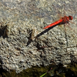 Diplacodes haematodes at Molonglo Valley, ACT - 2 Jan 2018