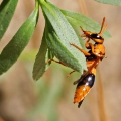 Abispa ephippium (Potter wasp, Mason wasp) at Molonglo Valley, ACT - 2 Jan 2018 by RodDeb