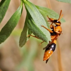 Abispa ephippium (Potter wasp, Mason wasp) at National Zoo and Aquarium - 1 Jan 2018 by RodDeb