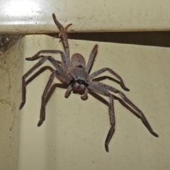 Isopeda (genus) (Huntsman Spider) at Macarthur, ACT - 1 Jan 2018 by RodDeb