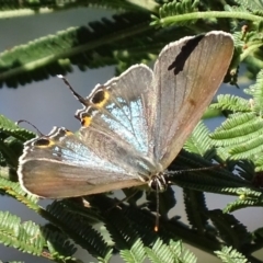 Jalmenus ictinus (Stencilled Hairstreak) at Red Hill Nature Reserve - 2 Jan 2018 by roymcd