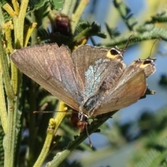 Jalmenus ictinus at Deakin, ACT - 2 Jan 2018 07:58 AM